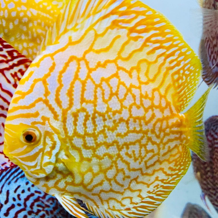 YELLOW CHECKERBOARD Discus